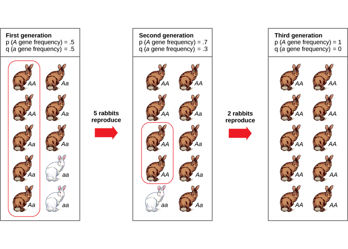 11 2 Mechanisms Of Evolution Biology And The Citizen