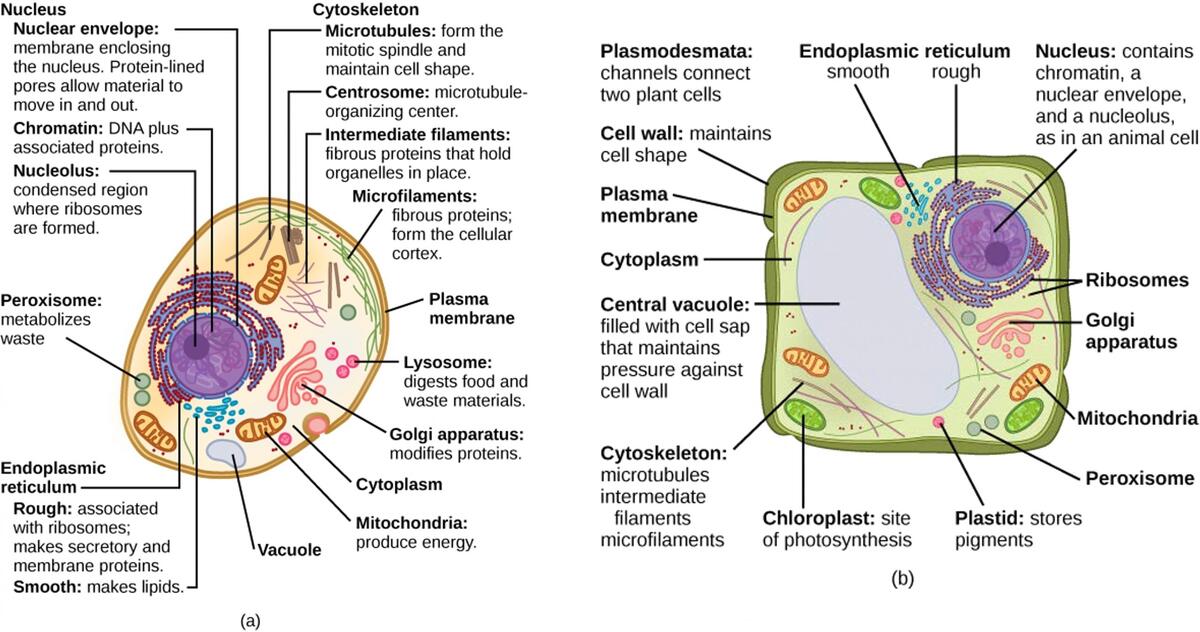 3 3 Eukaryotic Cells Concepts Of Zoology Hawai I Edition