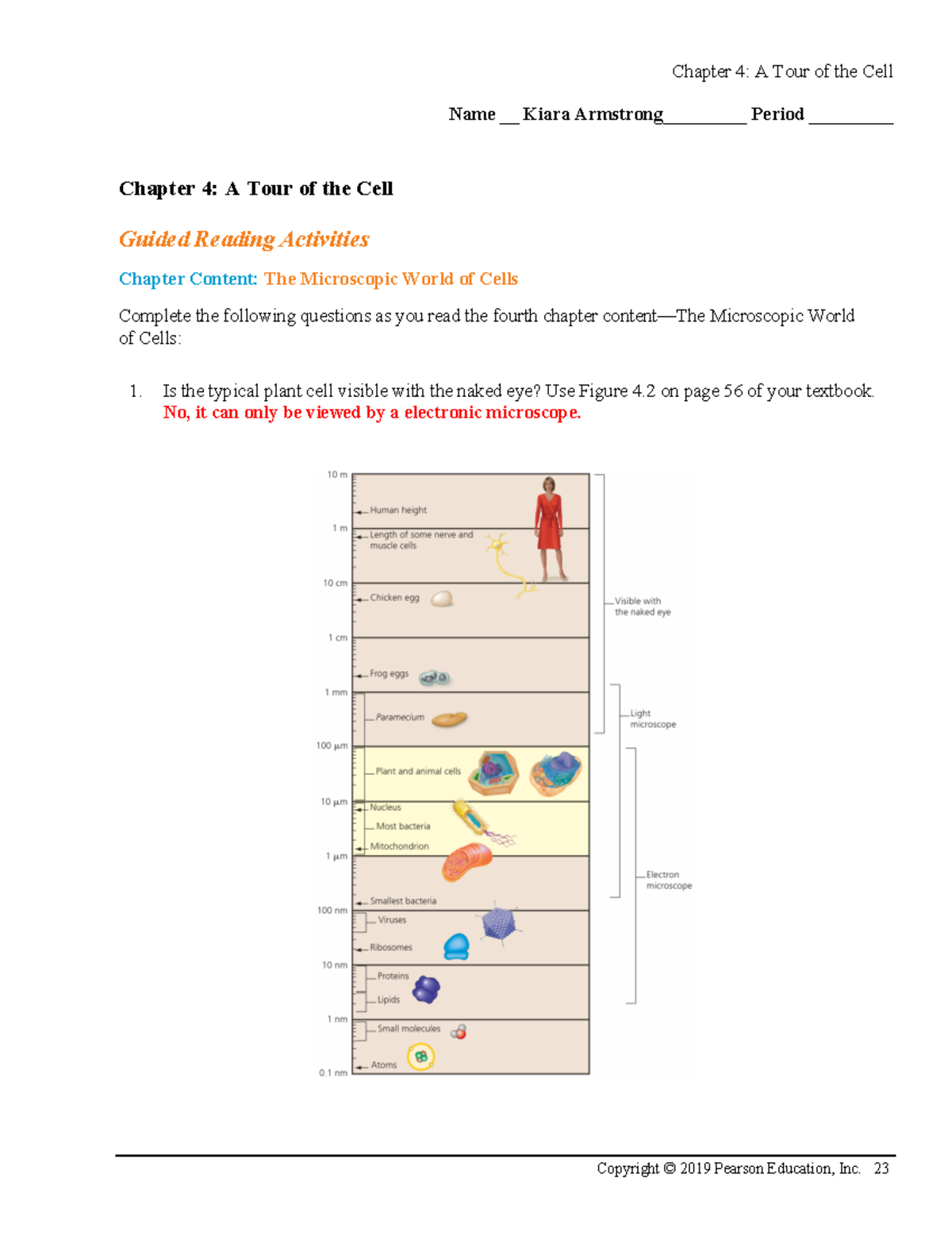 Active Reading Guide Cell Biology Chapter 4 Activity 04 Studocu