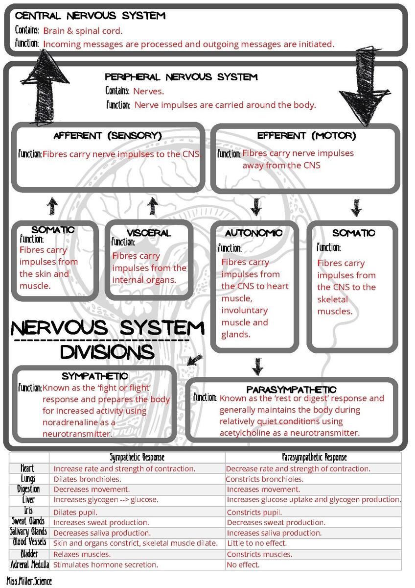 ANSWERS Divisions Of The Nervous System Summary Worksheet By Miss Miller ANSWERS Peripheral Nervous System Summary Worksheets By Miss Miller