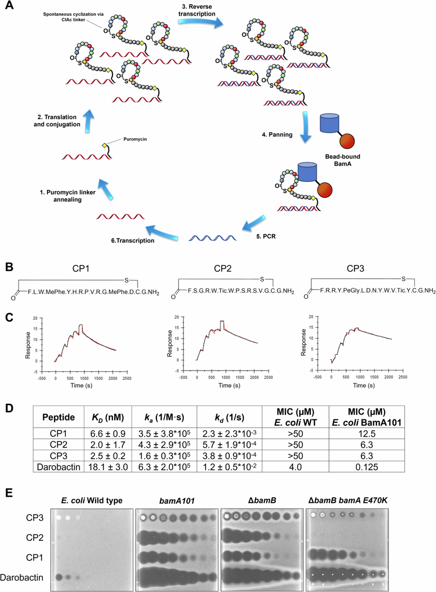 Antibacterial Macrocyclic Peptides Reveal A Distinct Mode Of BamA Inhibition Nature Communications Antibacterial Macrocyclic Peptides Reveal A Distinct Mode Of BamA Inhibition Nature Communications