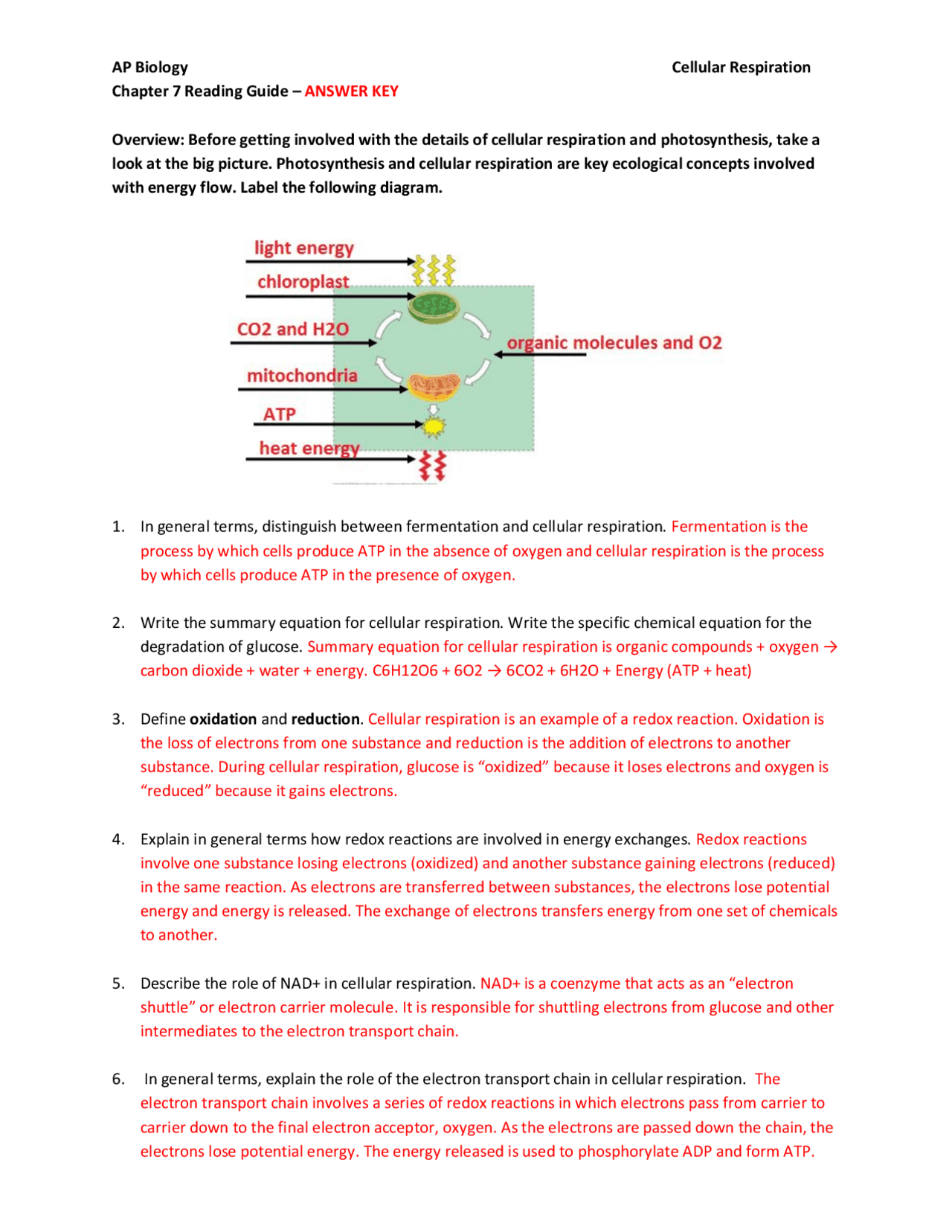 AP Biology Cellular Respiration Chapter 7 Reading Guide Exams Biology Docsity