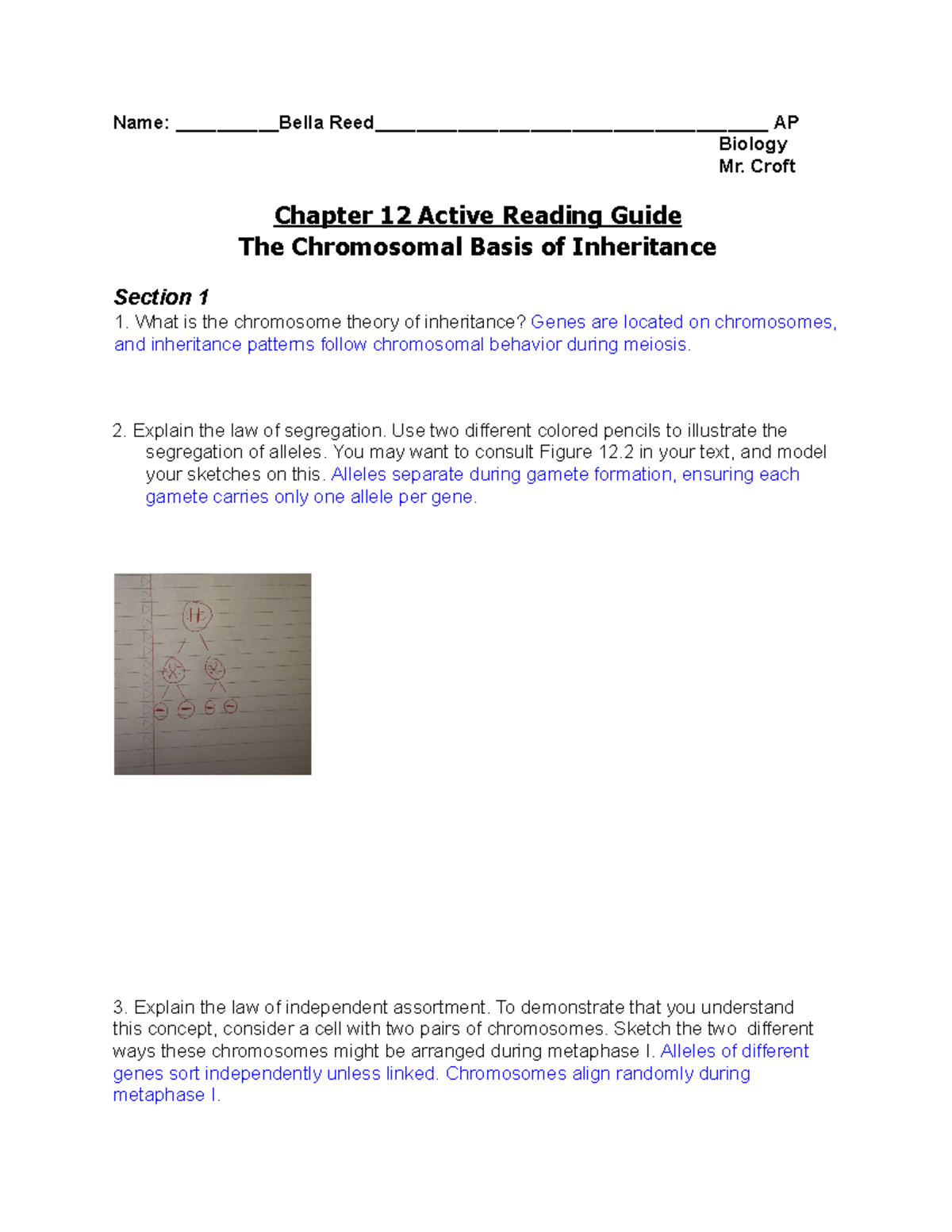 AP Biology Chapter 12 Active Reading Guide The Chromosomal Basis Of Inheritance Studocu