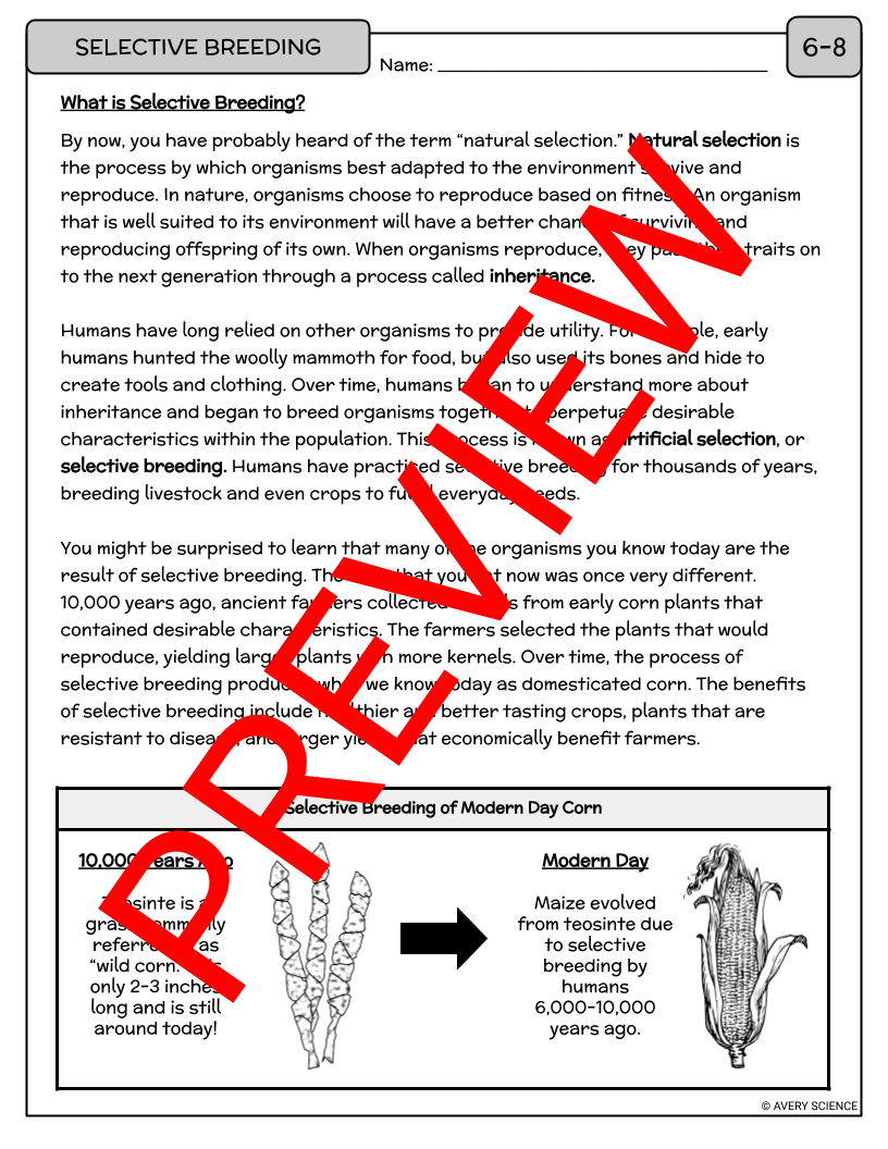 Artificial Selection And Selective Breeding Reading Passage Worksheets Made By Teachers Artificial Selection And Selective Breeding Reading Passage Worksheets Made By Teachers