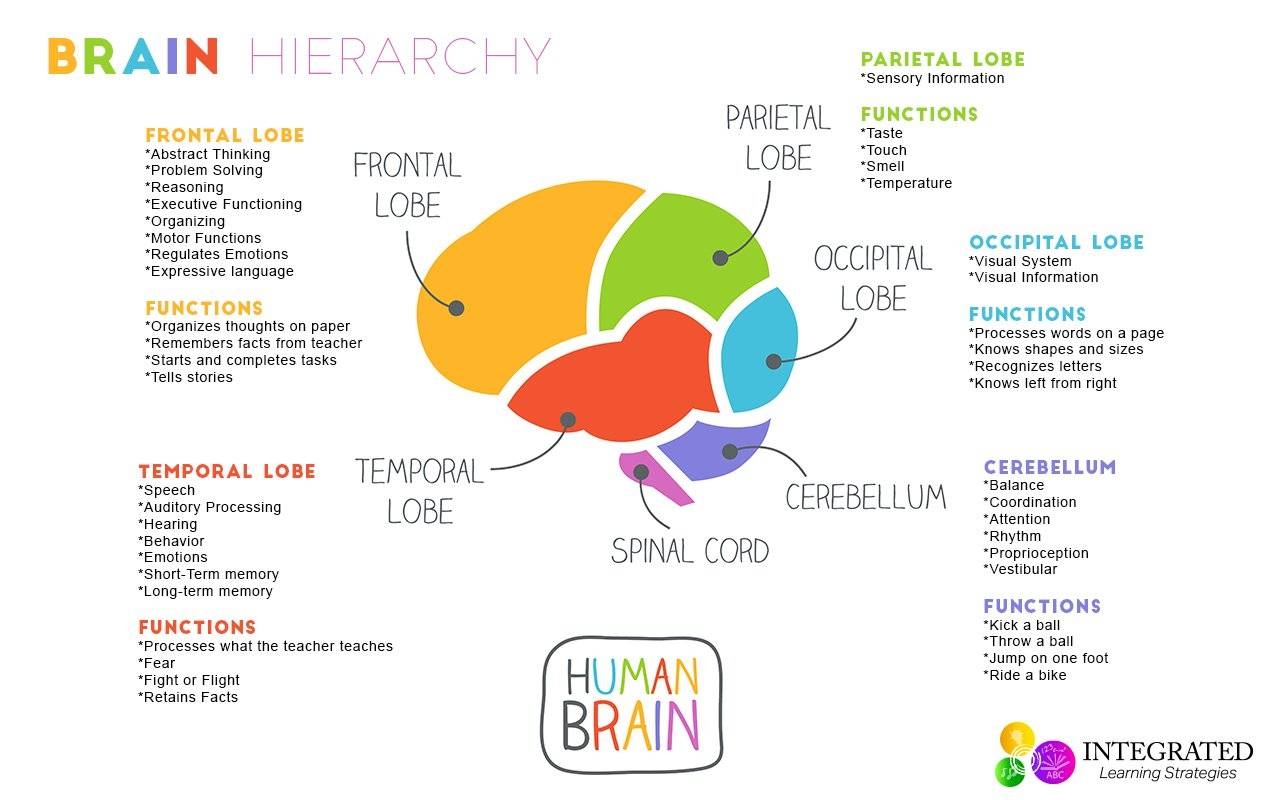 Brain Hierarchy When Your Child S Lower Brain Levels Are Weak They Can T Learn Integrated Learning Strategies