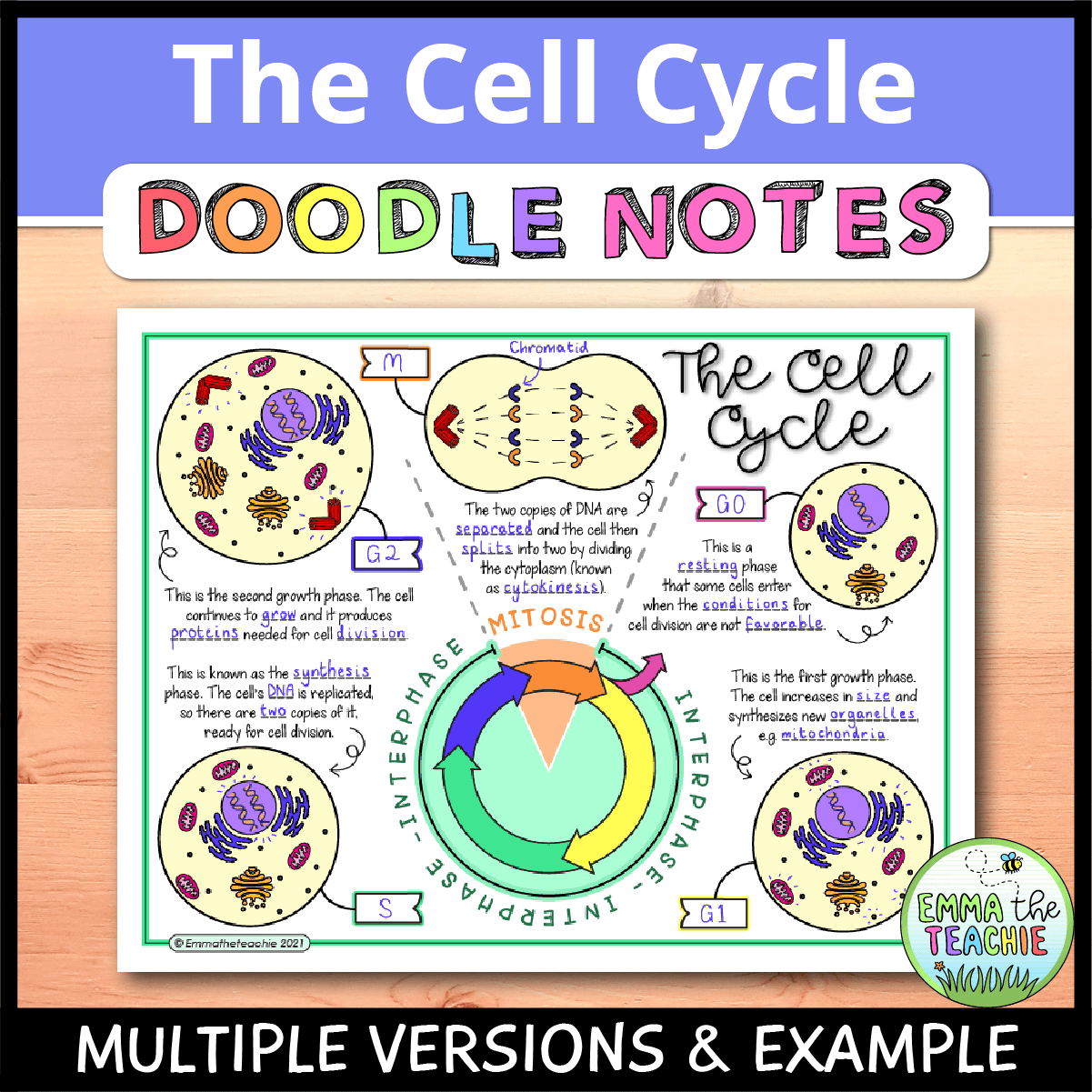Cell Cycle Doodle Notes Emmatheteachie Freebie