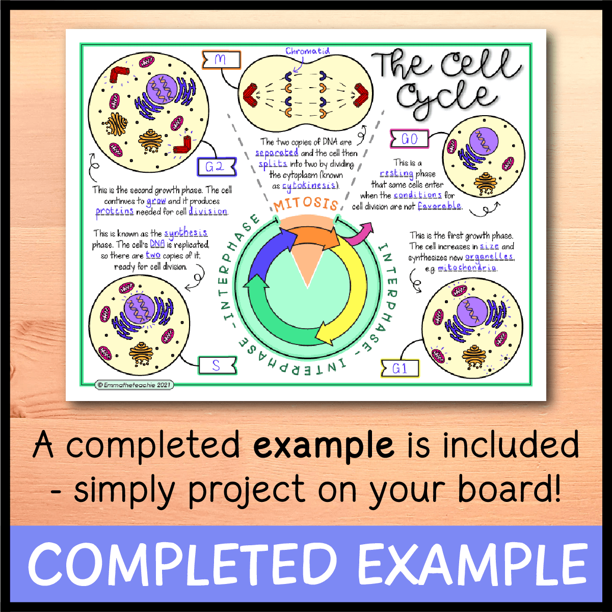 Cell Cycle Doodle Notes Emmatheteachie Freebie