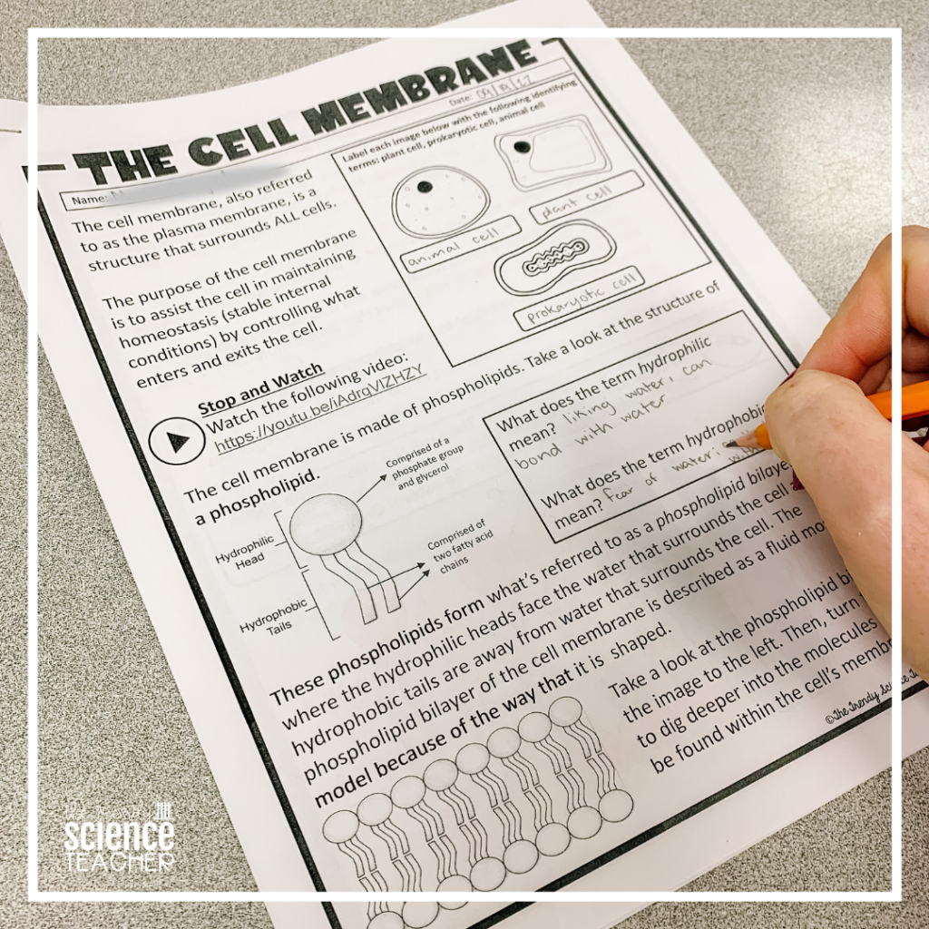 Cell Membrane Bubble Lab The Trendy Science Teacher