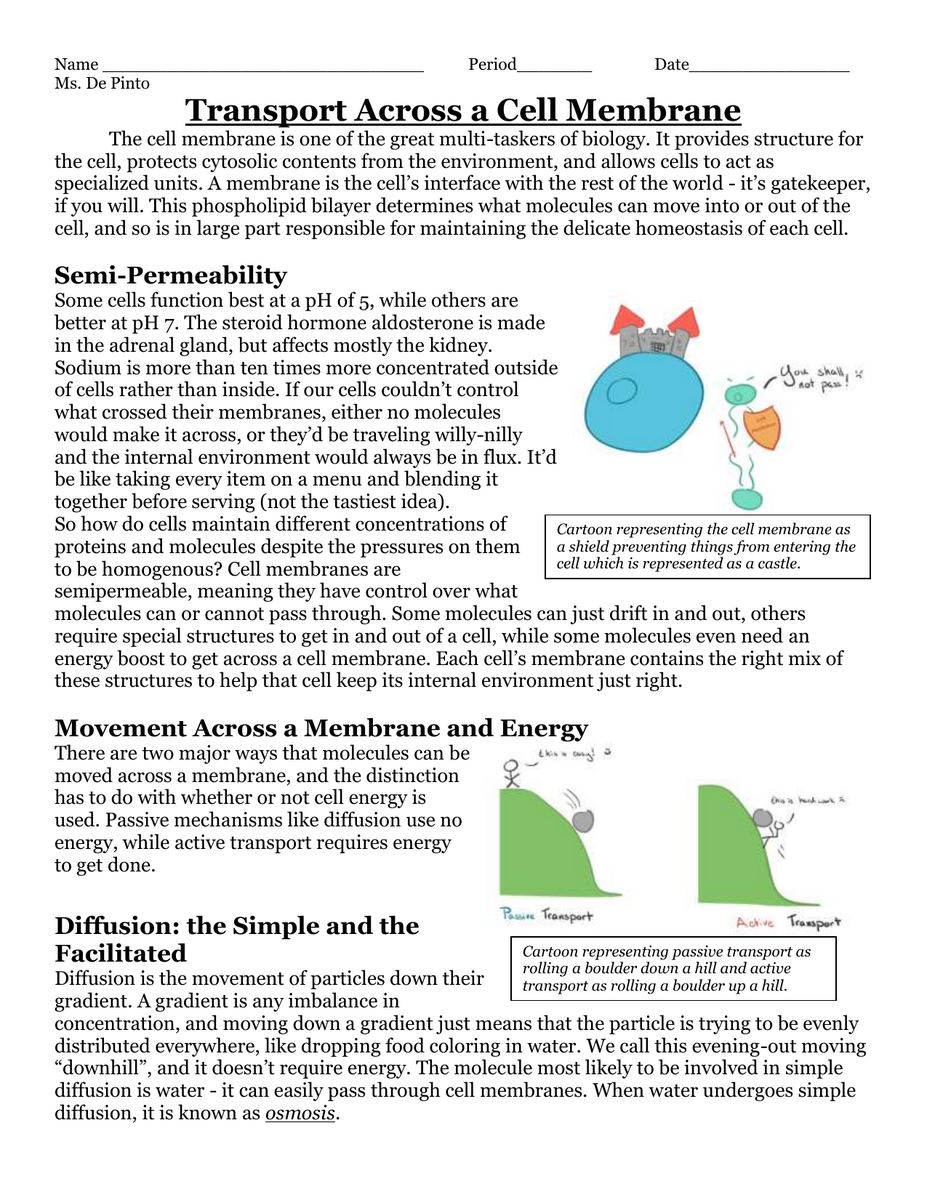 Cell Membrane Transport Diffusion Active Transport Worksheet Cell Membrane Transport Diffusion Active Transport Worksheet