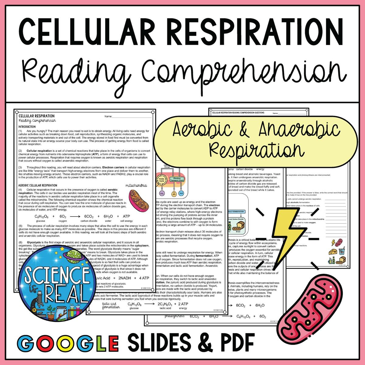 Cell Respiration Reading Comprehension And Questions Classful Cell Respiration Reading Comprehension And Questions Classful
