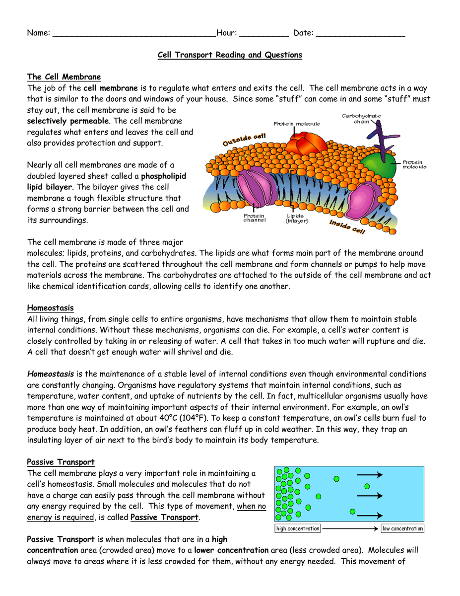 Cell Transport Membrane Homeostasis Passive Transport