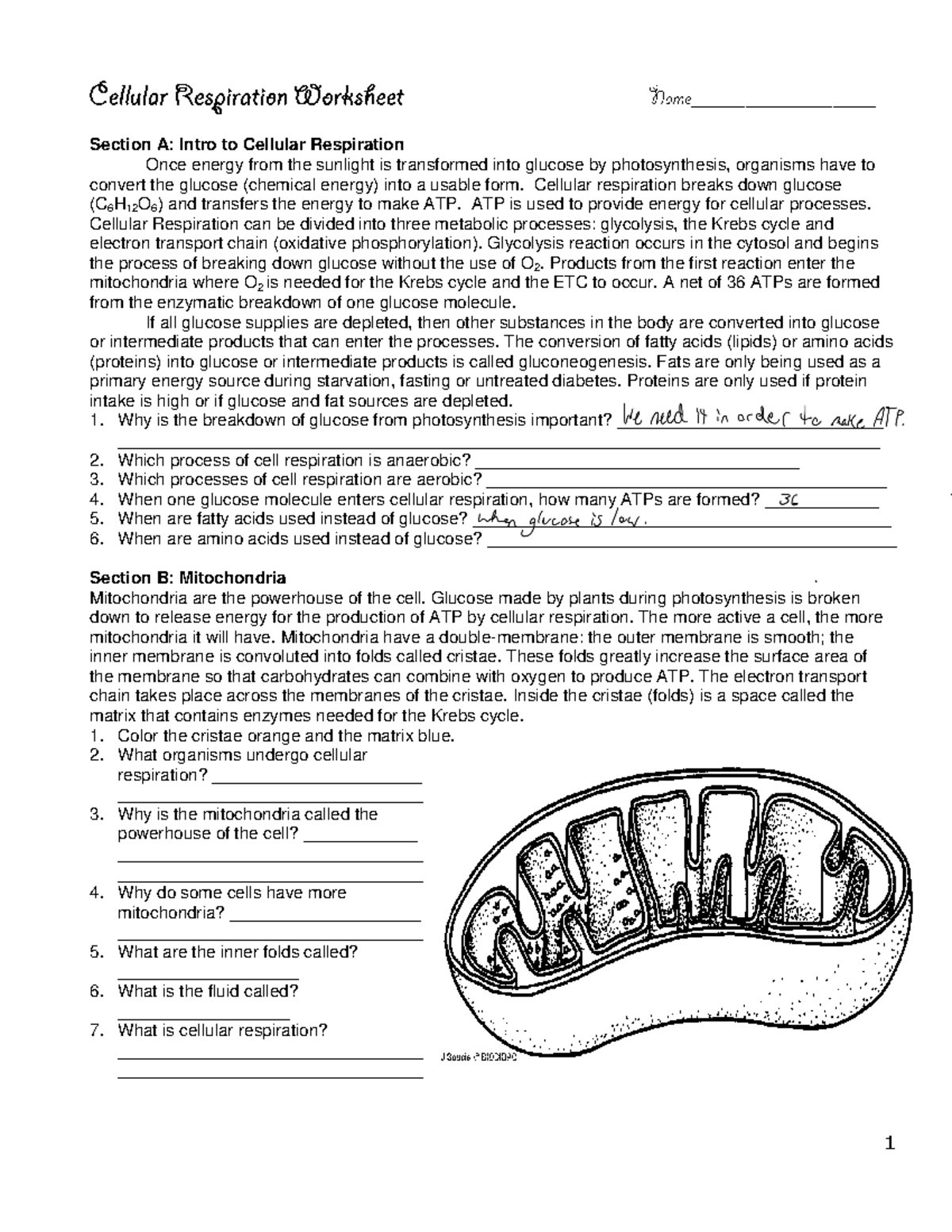 Cellular Respiration Worksheet For Biology 101 Key Concepts Processes Studocu Cellular Respiration Worksheet For Biology 101 Key Concepts Processes Studocu