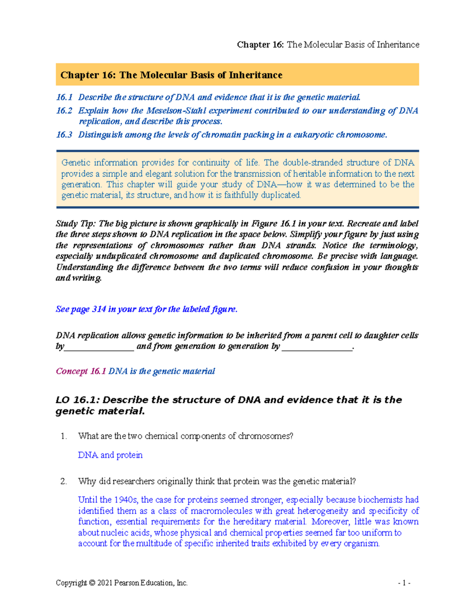 Ch 16 Molecular Basis Of Inheritance Guided Reading Answer Key Studocu Ch 16 Molecular Basis Of Inheritance Guided Reading Answer Key Studocu