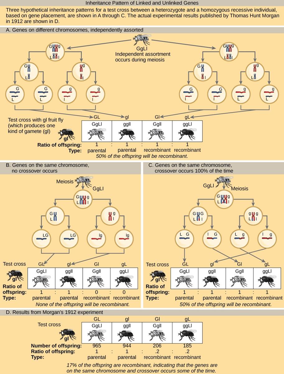 Chapter 15 Chromosomal Genetics Biology For Majors Openstax Import Study Guides Chapter 15 Chromosomal Genetics Biology For Majors Openstax Import Study Guides