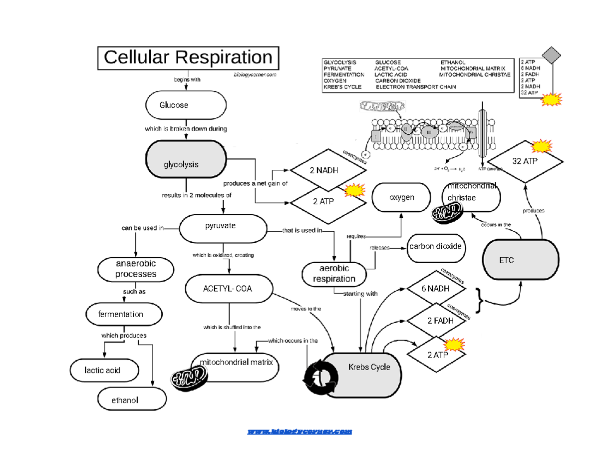 Chapter 7 Active Reading Guide Cellular Respiration AP Bio Studocu