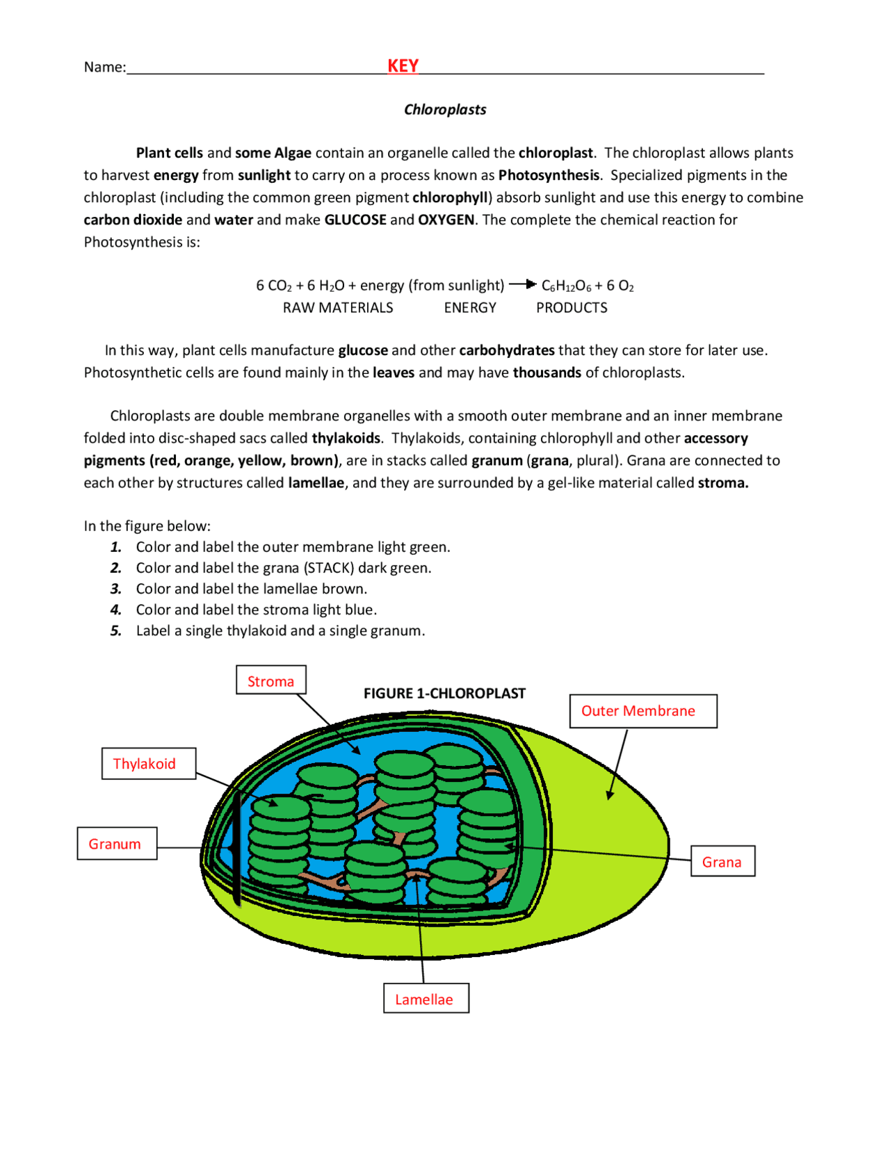 Chloroplasts Structure And Function In Photosynthesis Lecture Notes Plant Physiology Docsity