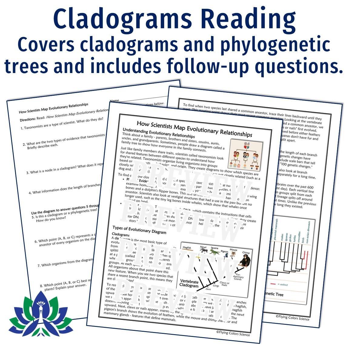 Cladogram Activities Flying Colors Science Cladogram Activities Flying Colors Science