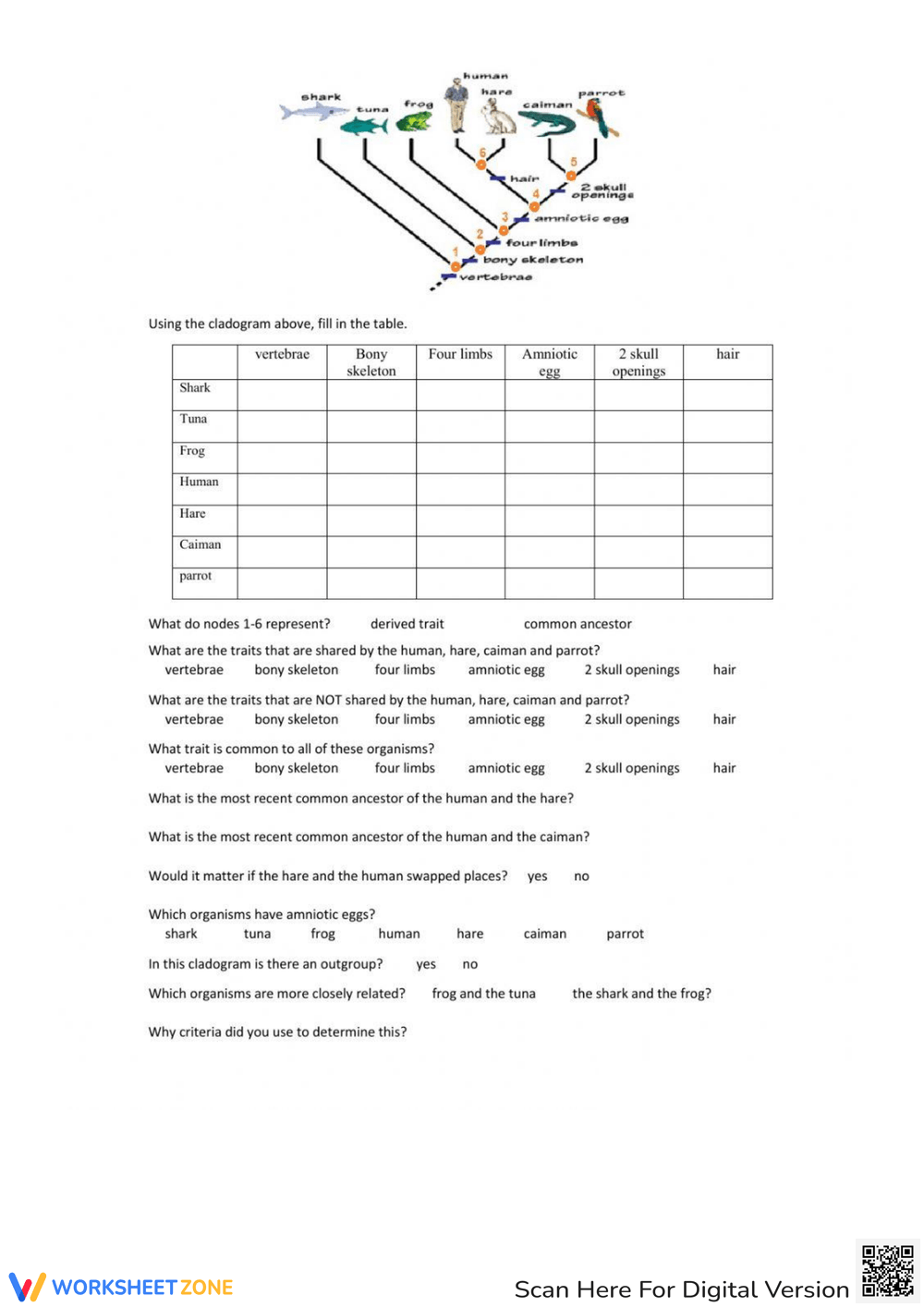 Cladogram Worksheets Cladogram Worksheets