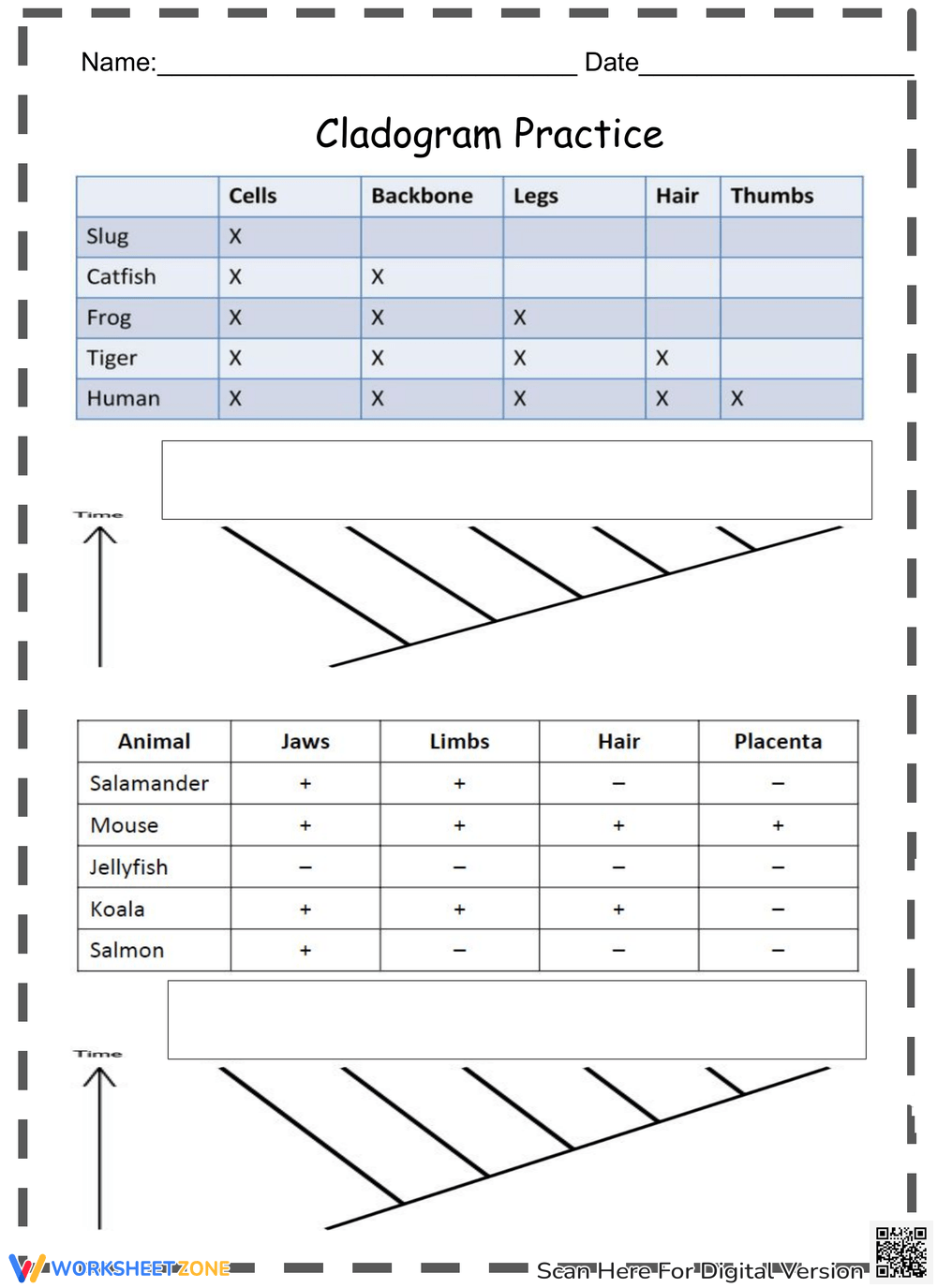Cladogram Worksheets Cladogram Worksheets