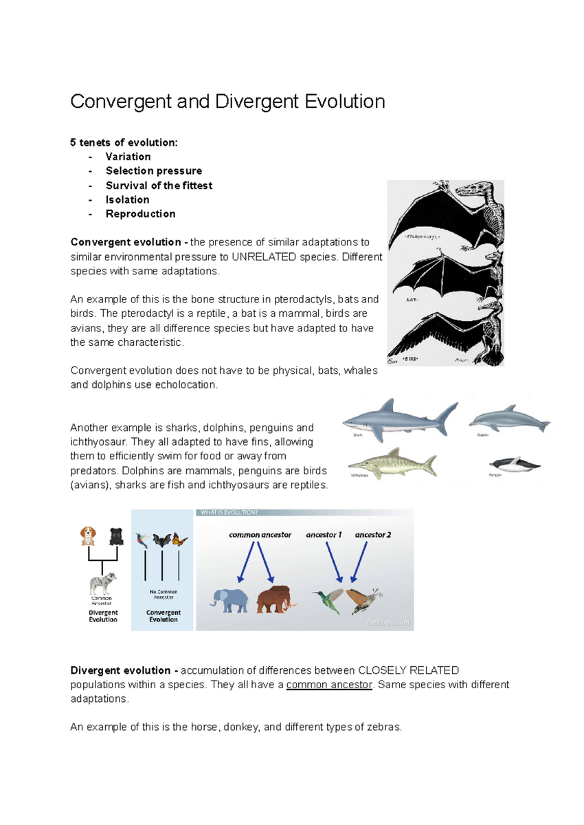 Convergent And Divergent Evolution Key Concepts And Examples Studocu Convergent And Divergent Evolution Key Concepts And Examples Studocu