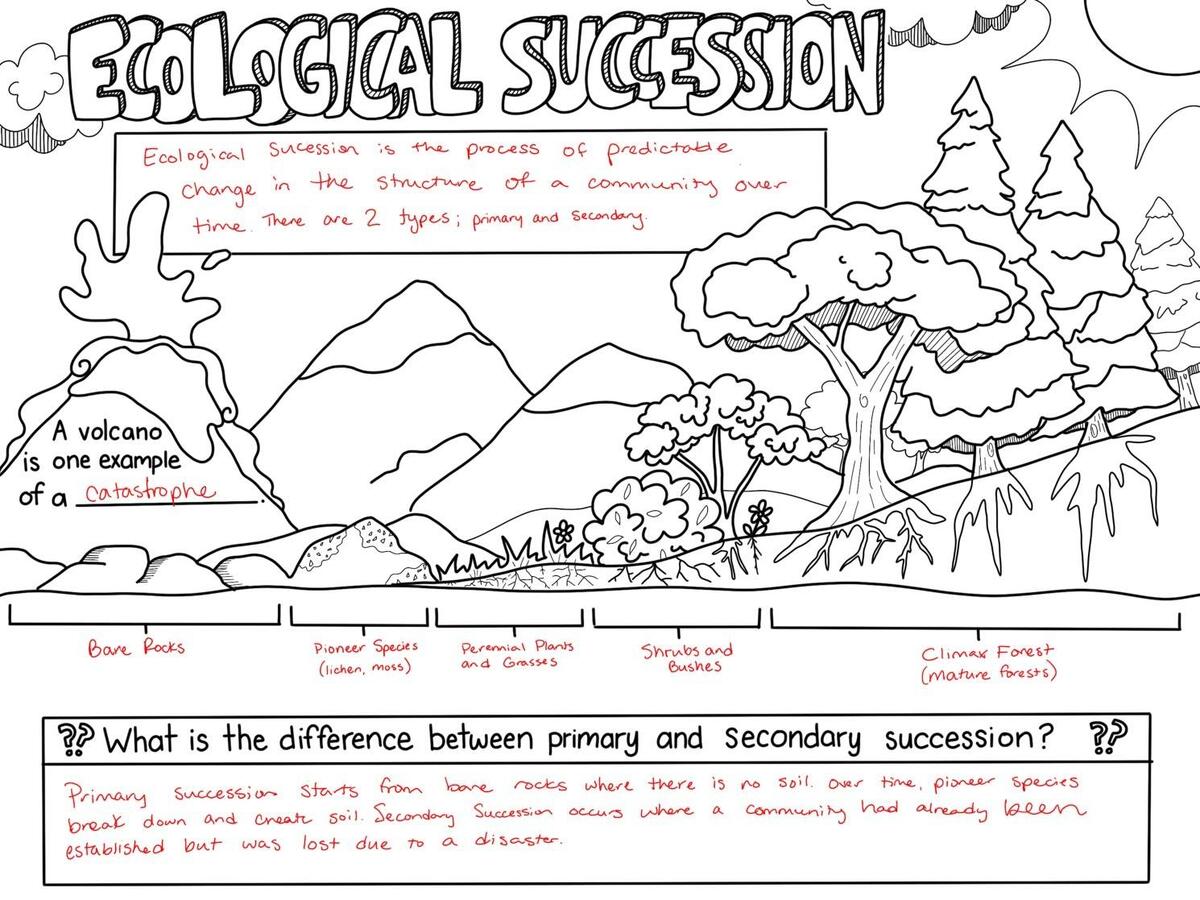 Ecological Succession Sketch Notes Diagram By Creativity Meets Cognition Ecological Succession Sketch Notes Diagram By Creativity Meets Cognition