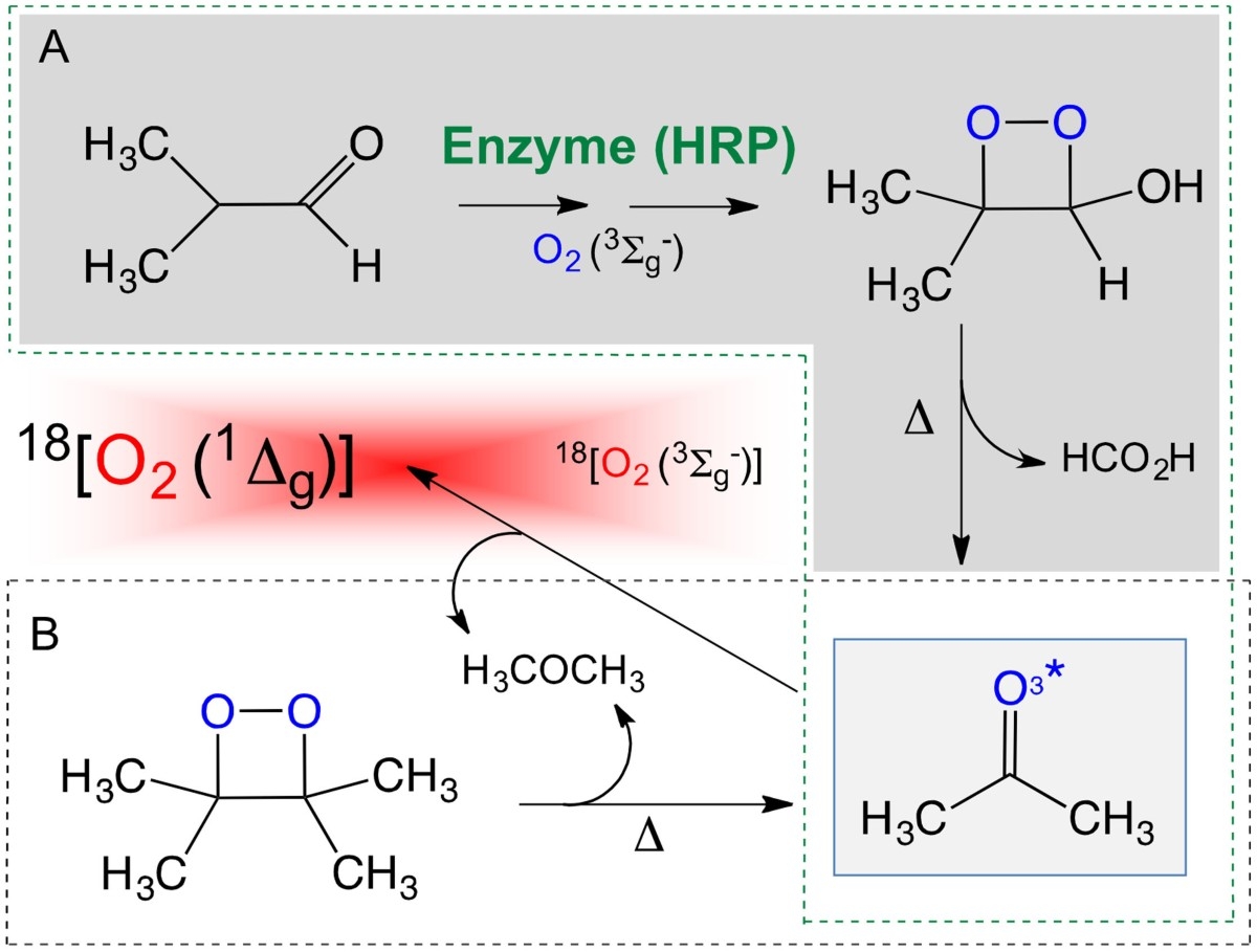 Excited Singlet Molecular O2 1 G Is Generated Enzymatically From Excited Carbonyls In The Dark Scientific Reports Excited Singlet Molecular O2 1 G Is Generated Enzymatically From Excited Carbonyls In The Dark Scientific Reports