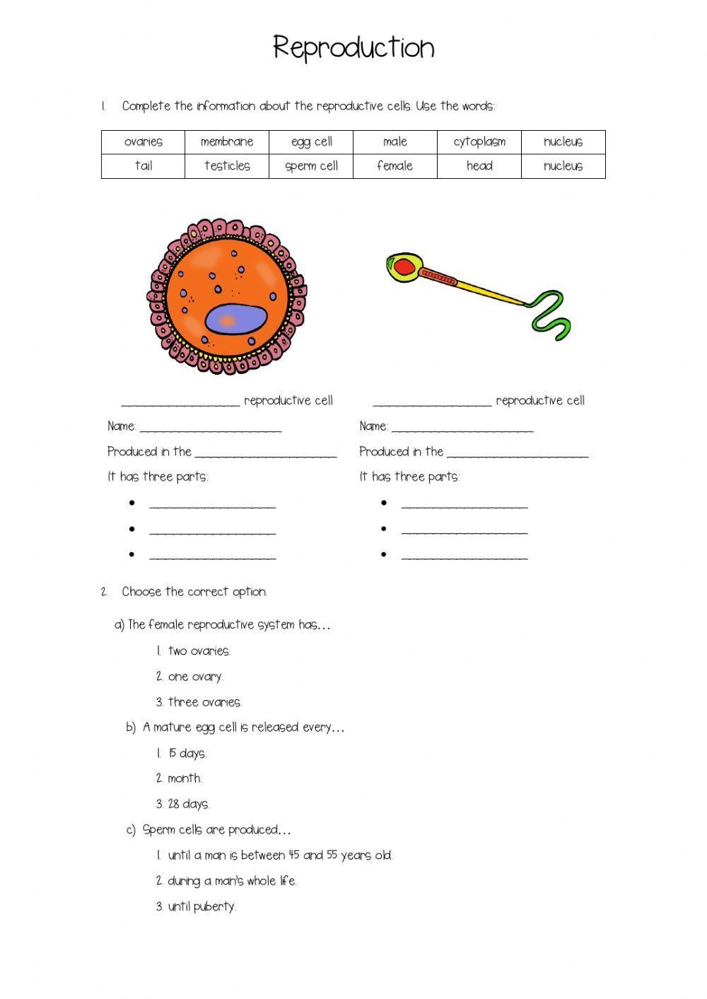 Free Cell Reproduction Worksheet Download Free Cell Reproduction Worksheet Png Images Free Worksheets On Clipart Library