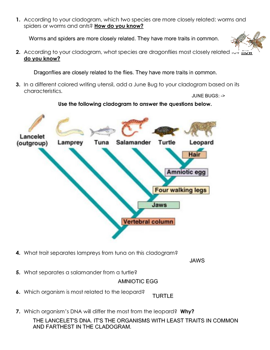 Free Cladograms Worksheet Download Free Cladograms Worksheet Png Images Free Worksheets On Clipart Library Cladogram Worksheets