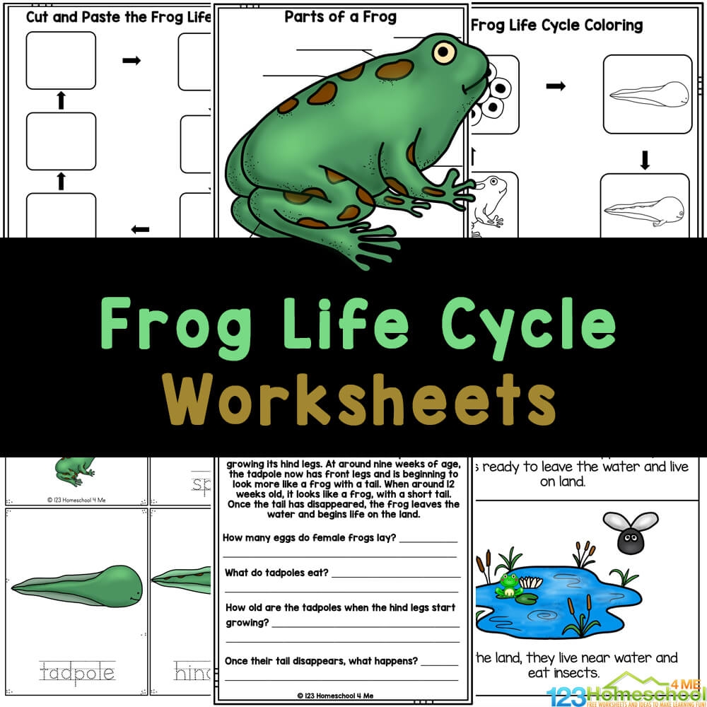 Kindergarten Reading Comprehension Worksheets Free PDF