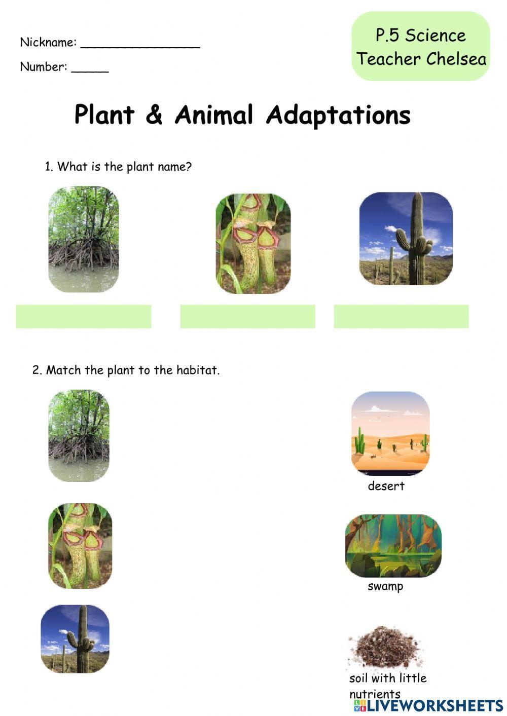 Free Plant Adaptation Worksheet Download Free Plant Adaptation Worksheet Png Images Free Worksheets On Clipart Library Free Plant Adaptation Worksheet Download Free Plant Adaptation Worksheet Png Images Free Worksheets On Clipart Library