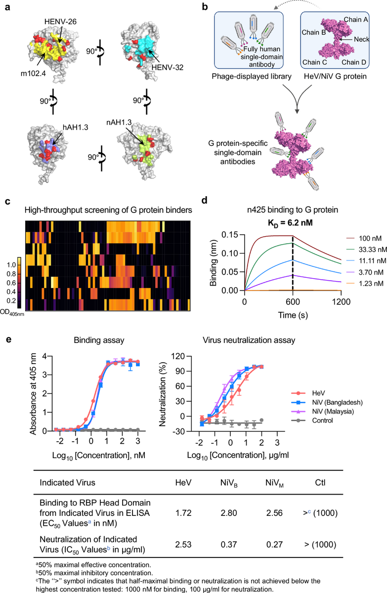 Fully Human Single Domain Antibody Targeting A Highly Conserved Cryptic Epitope On The Nipah Virus G Protein Nature Communications Frontiers Stroke Rehabilitation From Diagnosis To Therapy