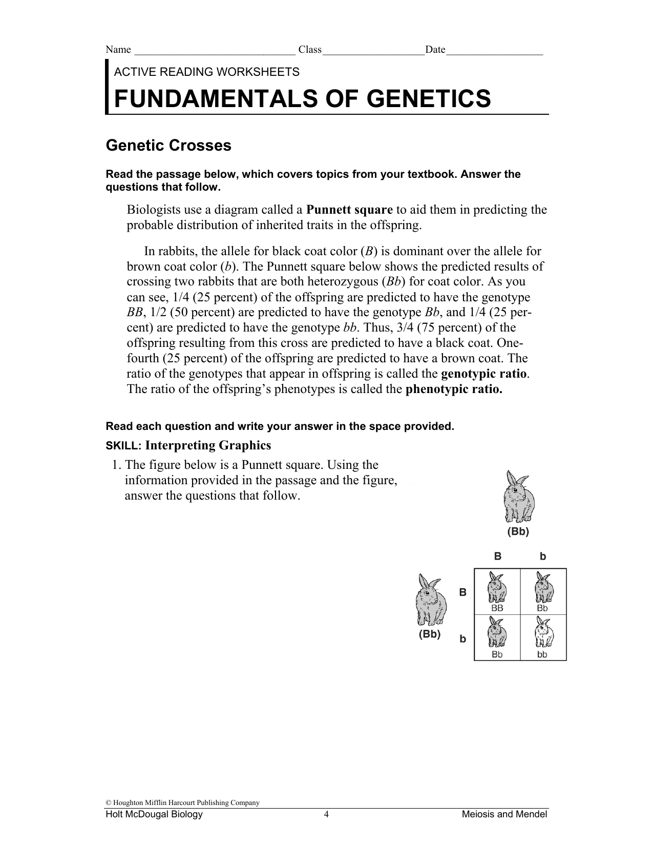 Genetics Crosses Worksheet Punnett Squares