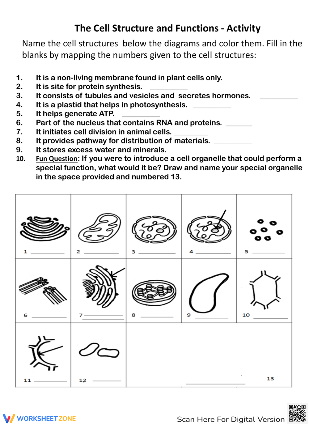 Grade 7 Cell Structure And Function Worksheets Grade 7 Cell Structure And Function Worksheets