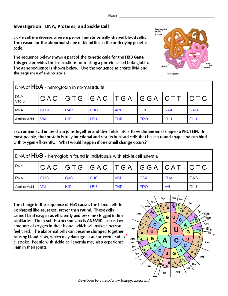 HBB Case Study DNA To Proteins Sickle Cell Anemia Explained Studocu