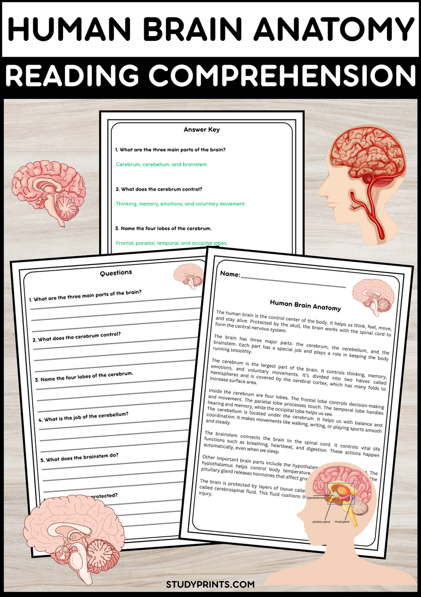 Human Brain Anatomy Reading Passage With Comprehension Questions Science Activity Study Prints