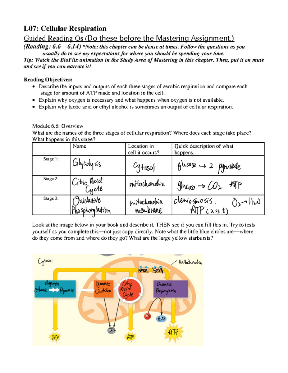 Chapter 7 Active Reading Guide Cellular Respiration AP Bio Studocu