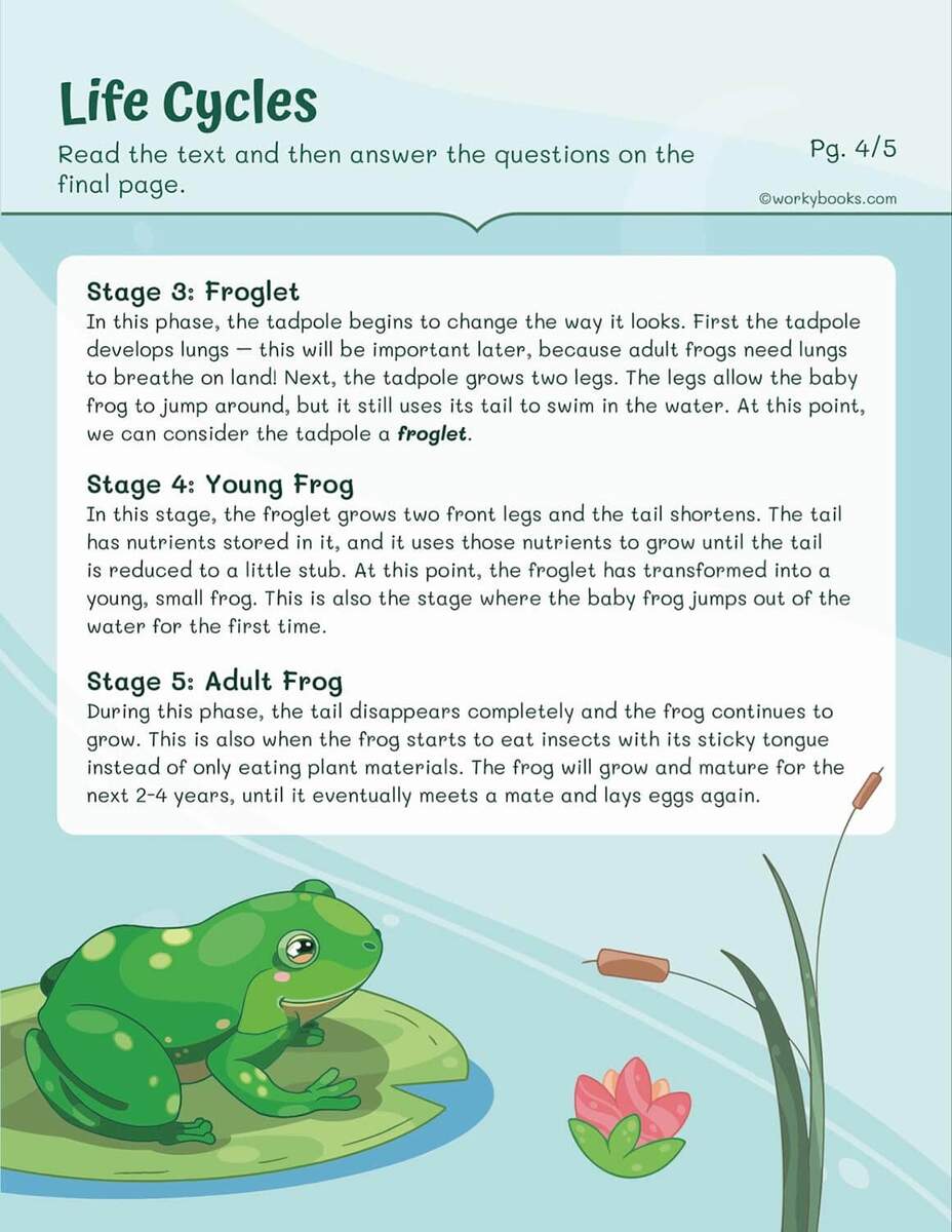 Life Cycles Worksheets Workybooks Life Cycles Worksheets Workybooks