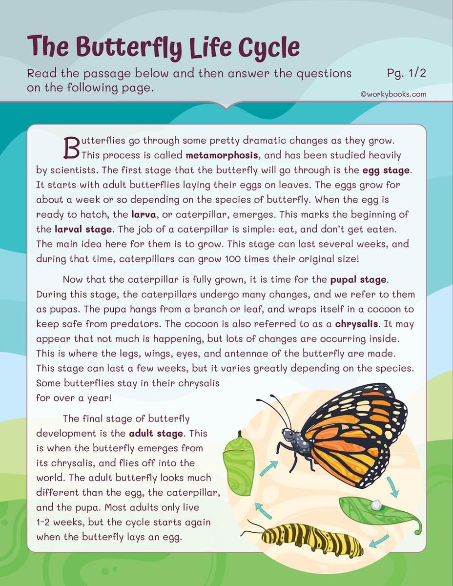 Life Cycles Worksheets Workybooks