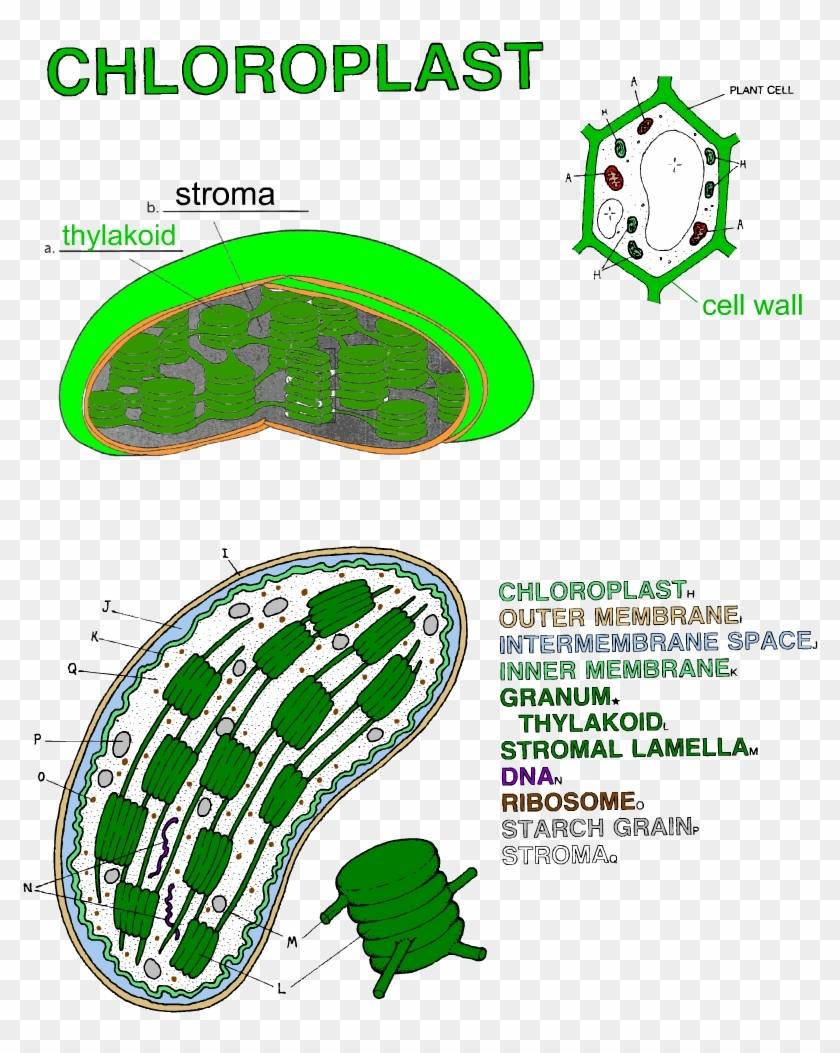 Mitochondria Coloring Page Worksheet Coloring Pages Chloroplast Color And Label Free Transparent PNG Clipart Images Download