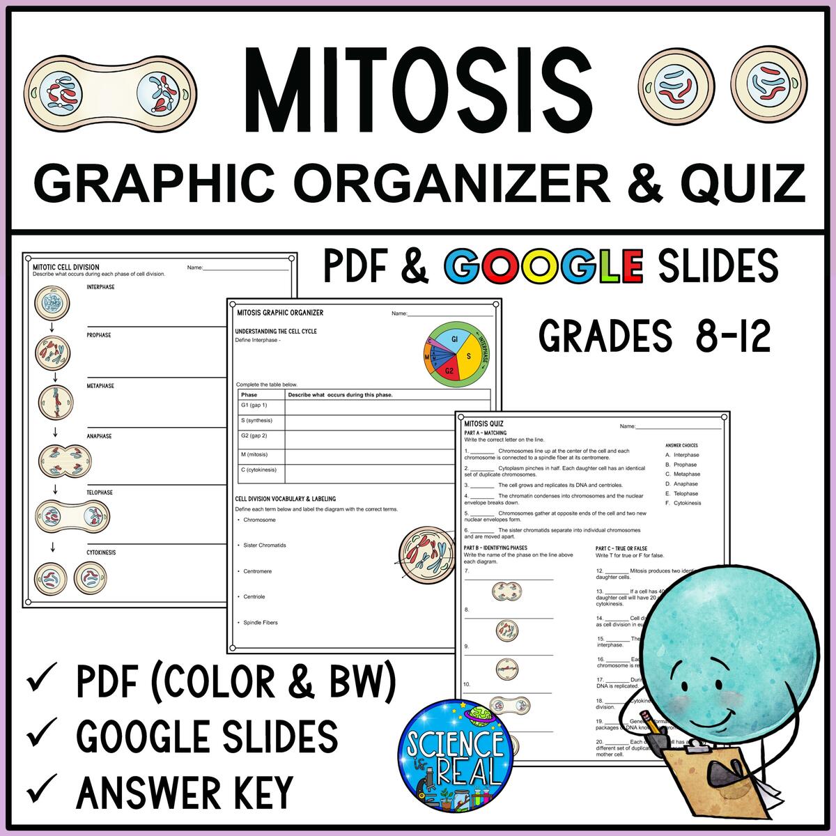 Mitosis Graphic Organizer Quiz Classful
