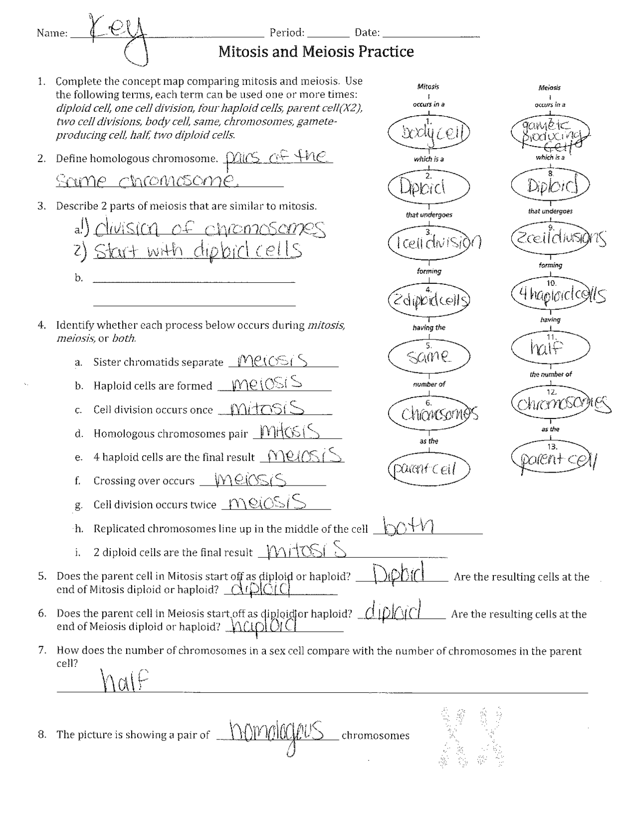 Mitosis Vs Meiosis Worksheet Answer Key Exercises Cell Biology Docsity Kami Export Comparing Mitosis And Meiosis Worksheet Comparing Mitosis And Meiosis Name Studocu