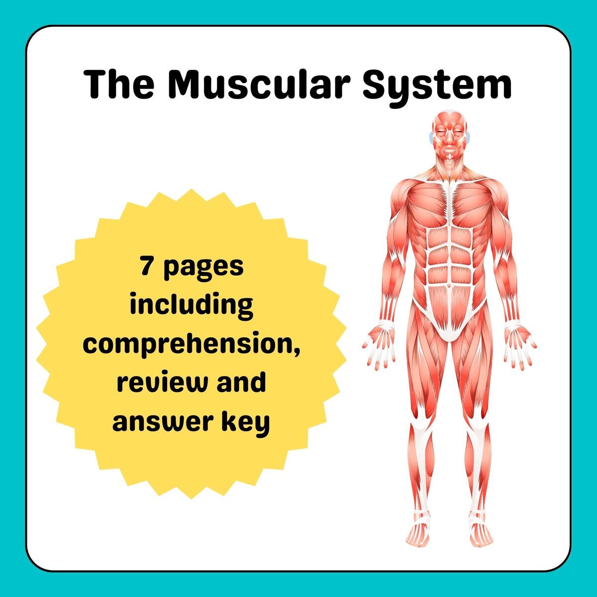 Muscular System Lesson With Comprehension Questions Classful Muscular System Lesson With Comprehension Questions Classful