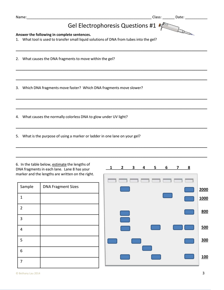 PCR And Gel Electrophoresis Worksheet Coleen Holtz Library Worksheets Library