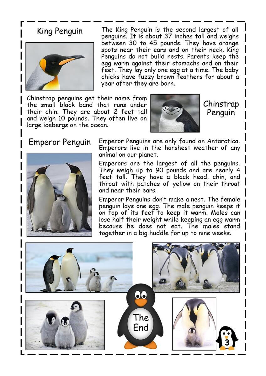 Penguin Facts Reading Comprehension Passage Made By Teachers