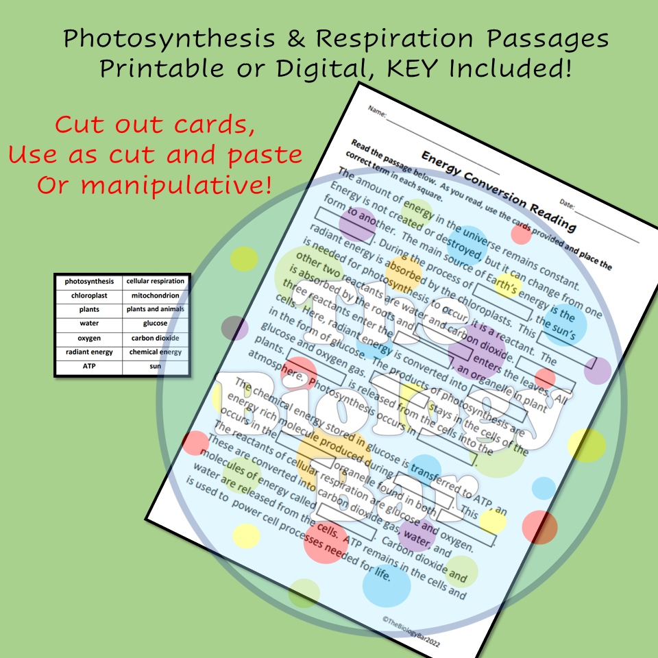Photosynthesis And Cellular Respiration Reading Passage Made By Teachers