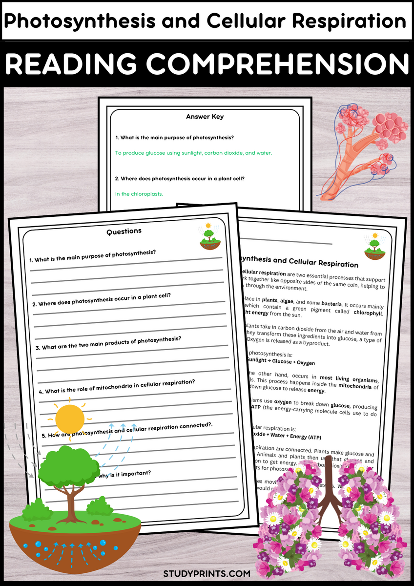 Photosynthesis And Cellular Respiration Reading Passage With Comprehension Quest Study Prints Photosynthesis And Cellular Respiration Reading Passage With Comprehension Quest Study Prints