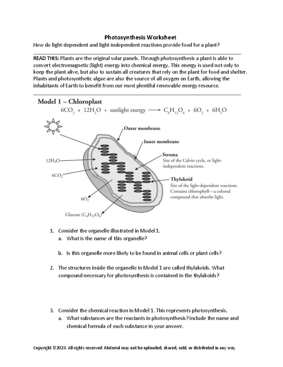 Photosynthesis Worksheet 1 Understanding Light Reactions Calvin Cycle Studocu