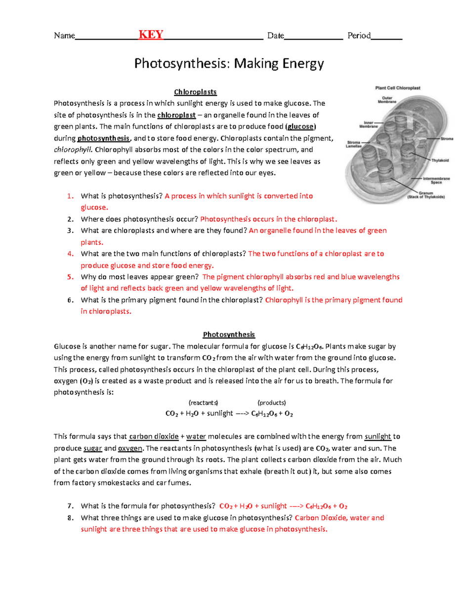 Photosynthesis Worksheet Key Understanding Photosynthesis Process Studocu Biology 112 Active Reading Worksheet For Chapter 6 Cellular Respiration Studocu