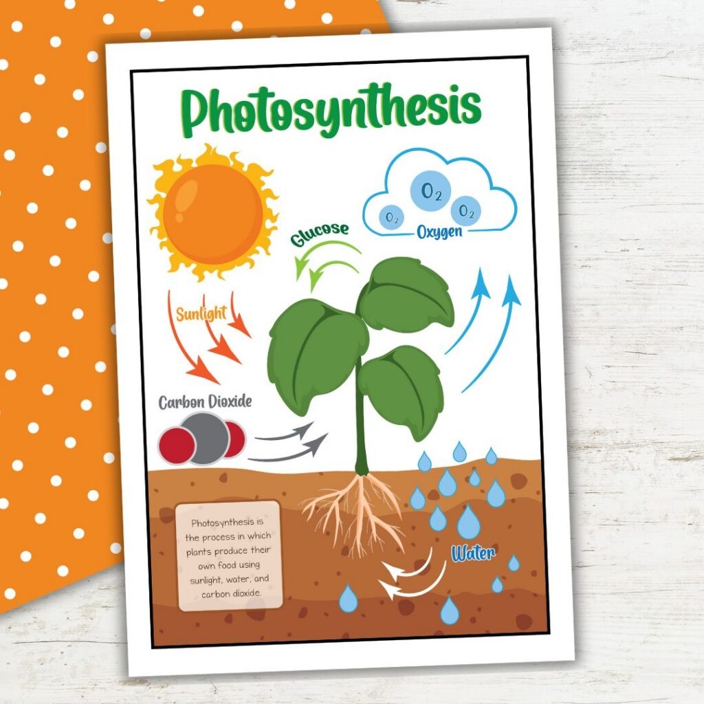 Photosynthesis Worksheets For 2nd Grade Science Fun Photosynthesis Worksheets For 2nd Grade Science Fun