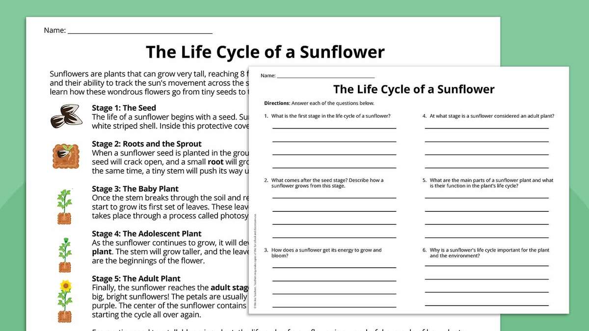 Plant Life Cycle Worksheet Bundle Free Printables